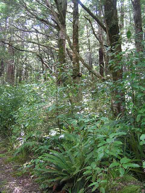NZ leden-unor 2006 155.jpg